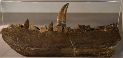 Fosil of Megalosaurus bucklandii